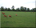 Grazing land near Old Moor in Longhirst