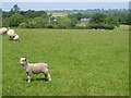 Sheep pasture near Throwleigh in EX20 2JF
