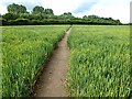Cut path through wheat field in LN5 9ED