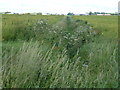 Fenland ditch off Burrowmoor Road, March in PE15 0YY