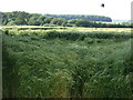 Crop field off the A47 in LE15 9BX