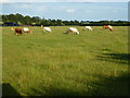 Cows and calves near Orwell Pit Farm in CB6 2SJ