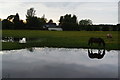 Evening grazing in a flooded field in M24 4GP