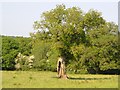 Oak tree in EX20 2RL