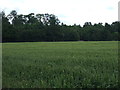 Farmland near Salters Wood in PE6 7AE