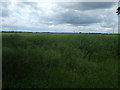 Oilseed rape crop off Marholm Road in Castor