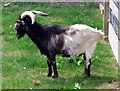 Goat at Brigg Garden Centre in DN20 9FH