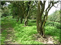 Old trackway lined with hawthorns in HR1 4PX