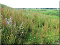 Reedbeds beside the River Blyth in IP19 9LP