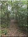 Footpath in the woods of Blackpan Common in PO36 9PR