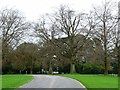 Stand of trees, Kingsdown Crematorium in SN25 6PD
