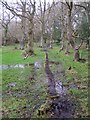 Permissive path through waterlogged woodland, Pylewell Estate in SO41 5SJ
