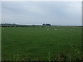 Grazing, East Fleetham in NE68 7UX