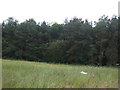 Woodland near Fallodon Mill in NE67 5EB