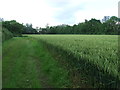Field Of Wheat in CB9 7RP