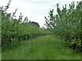 Apple orchard, East Farleigh in ME15 0PW