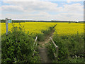Footpath through Oil Seed Rape in CB8 9PB