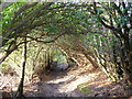 Sussex Border Path, Chase Wood in GU27 3TE