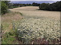 Barley Field near Wyke in GU12 6ED