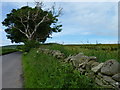Dry stane dyke in DD3 0RA