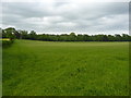 Grassy field and Chapel Wood, near Abercrombie in KY10 2RD