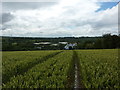 In a barley field near top of Windmill Hill in S20 8GQ