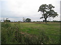 Field with trees off Cowdale Lane in Torksey
