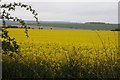 A field of rape from White House Road in OX10 6BB