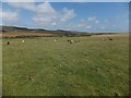 Fields on Sud Moor in PO30 4EH