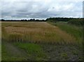 Ripening barley in NE66 3JZ