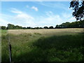 Overgrown paddocks near New House Farm in BN26 6RP