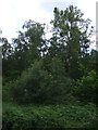 Woodland beside Nanpantan Road in LE11 3YG