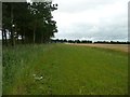 Barley field with windbreak in NE66 3JZ
