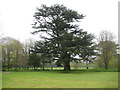 Houghton Regis: Atlantic Cedar in LU5 5YG