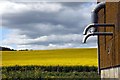 Field of rape behind the barn in OX11 9DS