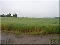 Crop field near Sileby in LE12 7QJ