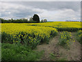 Oil seed rape field in CB7 5LU