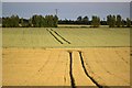 Tractor tracks through golden fields near Puddledock in DA2 7NB