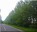 Tree row along the A91 in KY15 4NH