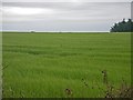 Rippling grain fields on rising ground in AB12 5GR