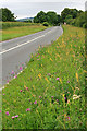 Wild flowers on the verge of the A343 in SO20 8HR