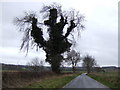 Ivy-clad tree in OX18 4TU