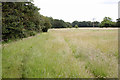 Footpath near Thorney  in Thorney