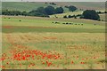 Poppies adding colour to ripening barley in RG17 7XA
