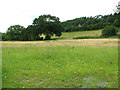 Woodland and meadows by Bennett's Farm in CO9 2QW