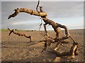 Driftwood on the beach south of Silloth in CA7 4JR