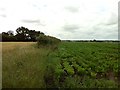 Footpath from Vicarage Grove to Bramfield Lane in Wenhaston with Mells Hamlet