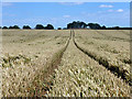 Tractor tracks in the wheat in CM2 8UE