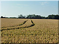 Tracks in the wheat in CM1 4NW