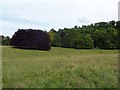Tring Park - Copper Beeches and Park Wood in HP23 6DY
